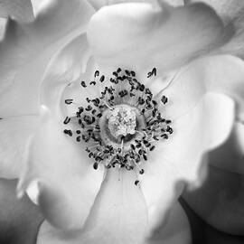 Black and White Rose by William Dunigan