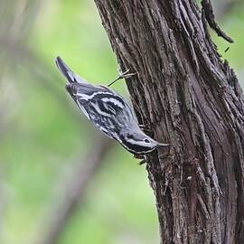 Black-and-white Warbler by Marlin and Laura Hum