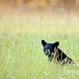 Black Bear Cub Exploring His World by Scott Pellegrin