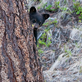 Black Bear Cub peeking  by Gary Langley