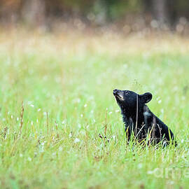 Black Bear Cub Playing Hide and Seek by Scott Pellegrin