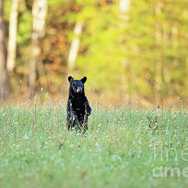 Black Bear Cub Surveying the Field by Scott Pellegrin