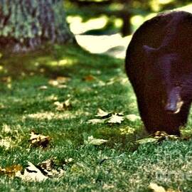 Black Bear Male Foraging Acorns  Duluth  Minnesota by Rory Cubel