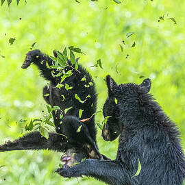 Black Bear Momma Catching Her Cub #2 by Morris Finkelstein