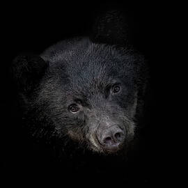 Black Bear On Black by Joy McAdams