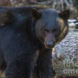 Black Bear Stare by Mitch Shindelbower