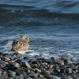 Black-bellied Plover on Pebbles by Nancy Gleason