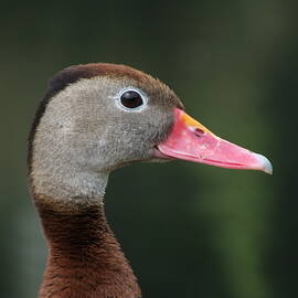 Black-Bellied Whistling Duck Portrait by James Dower