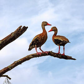 Black-bellied Whistling Ducks by Sally Weigand