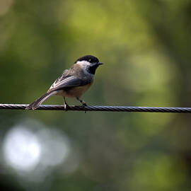 Black Capped Chickadee by Carrie McDannald