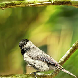 Black-capped Chickadee by Kay Brewer