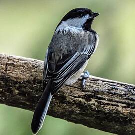 Black-capped Chickadee Looking Reflective