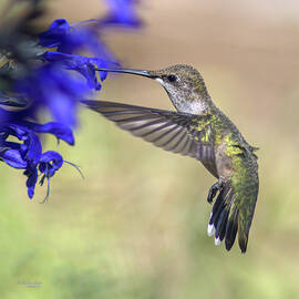 Black Chinned Hummingbird Feeding on Salvia by Karen Slagle