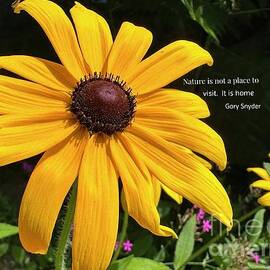 Black-Eyed Susan by Catherine Wilson