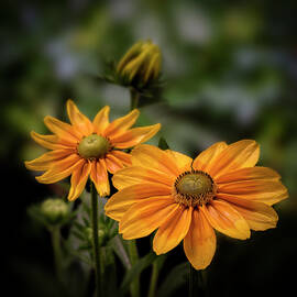 Black Eyed Susan Flower Art Photo by Lily Malor
