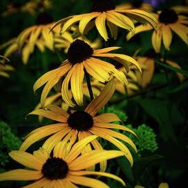 Black Eyed Susans at Twilight by Mary Machare