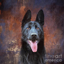 Black German Shepherd 04 by Elisabeth Lucas