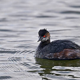 Black-necked Grebe aka Eared Grebe by Amazing Action Photo Video