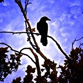 Black perch with blue  by Robert Gluck