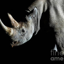 Black Rhino at Night by Robert Goodell