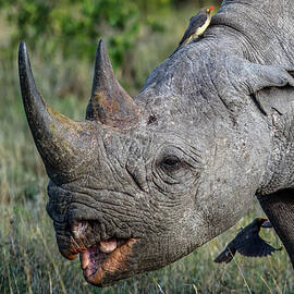 Black Rhinoceros Close-up by Eric Albright