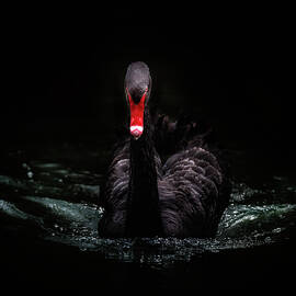 Black Swan by Rosette Doyle