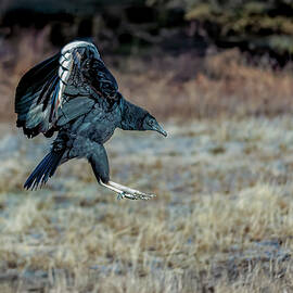 Black Vulture in Flight Over Winter Grass