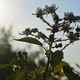 Blackberry flowers seeking the sunshine in Spring by Bill Lee