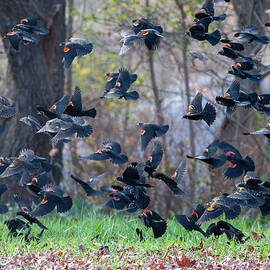 Blackbird Flock by Candice Lowther