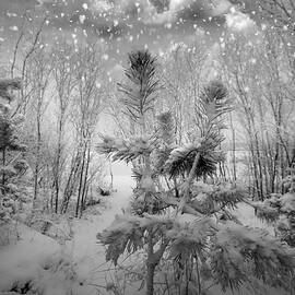 Blizzard In Jurmala Latvia  by Aleksandrs Drozdovs