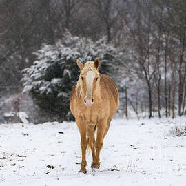 Blonde Horse Walk In The Snow by Jennifer White