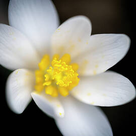 Bloodroot by Ray Silva