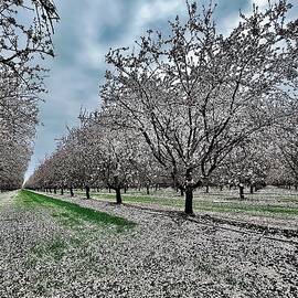Blooming Almond Orchard by Collin Westphal