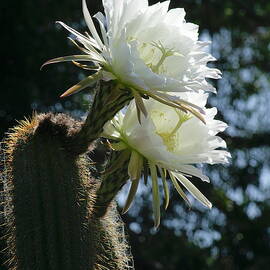 Blooming Cactus. Photography
