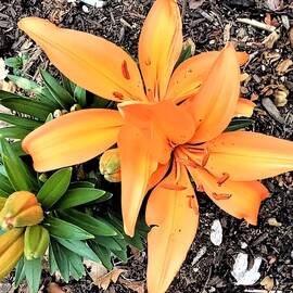 Blooming Orange Lily