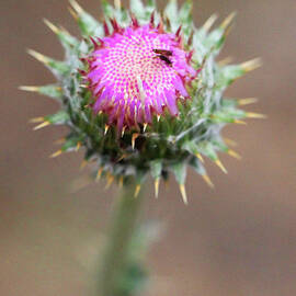 Blooming Thistle