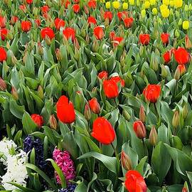 Blooming Tulips  by Claudia Diaz