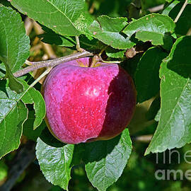 Bloomy red apple on branch by Tibor Tivadar Kui