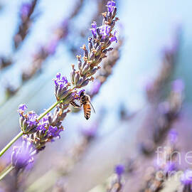 Blossom lavenders and bee by Hanna Tor