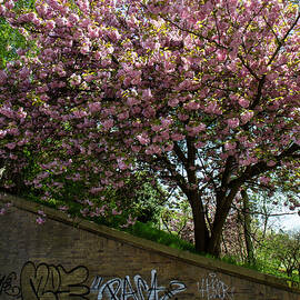 Blossom tree in at an urban place with a race bike / graffiti, city life, nature / fine-art / wall-a by Suzanne De Jong
