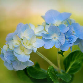 Blossoming Hydrangea by Marilyn DeBlock