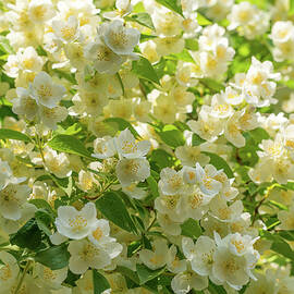 Blossoming White Jasmine Flowers