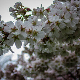 Blossoms 10 by Kristy Mack