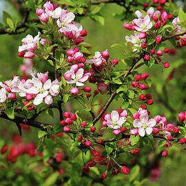 Blossoms In Pink by Debbie Oppermann