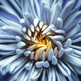 Blue and Gold Chrysanthemum