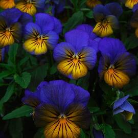 Blue and pink flowers by Thomas Brewster