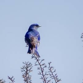 Blue bird perched in a tree  by Jeff Swan