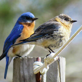 Blue Birds - Teamwork  by Dianne Cowen Cape Cod Photography