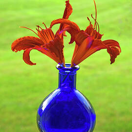 Blue Bottle Lilies by Robert Tubesing