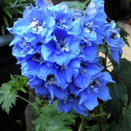 Blue Delphinium Beauty by Kathryn Jones